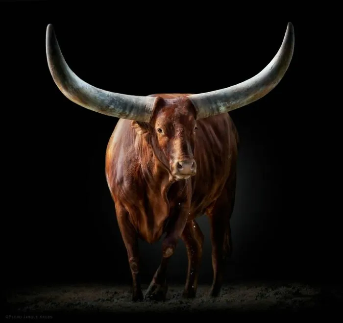 Wild Animals From Up Close: 30 Portraits By This Photographer