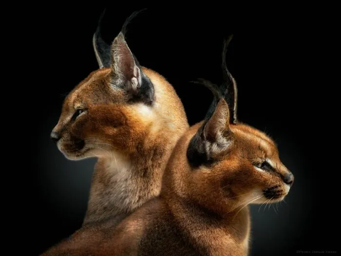 Wild Animals From Up Close: 30 Portraits By This Photographer
