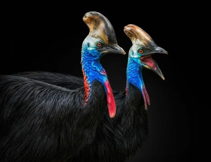 Wild Animals From Up Close: 30 Portraits By This Photographer