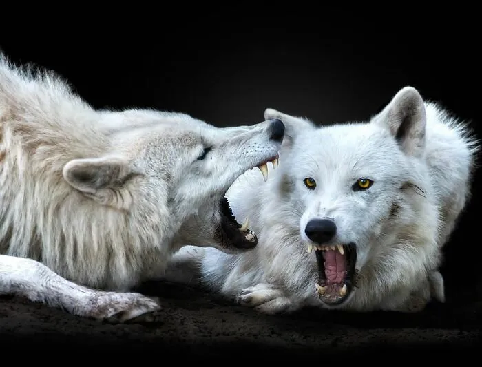 Wild Animals From Up Close: 30 Portraits By This Photographer