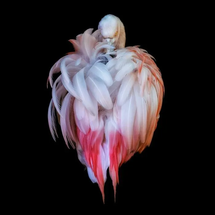 Wild Animals From Up Close: 30 Portraits By This Photographer