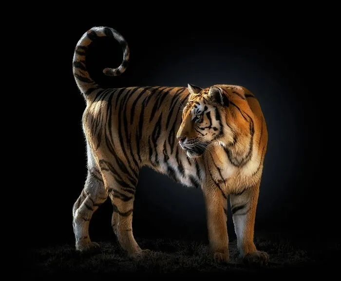 Wild Animals From Up Close: 30 Portraits By This Photographer