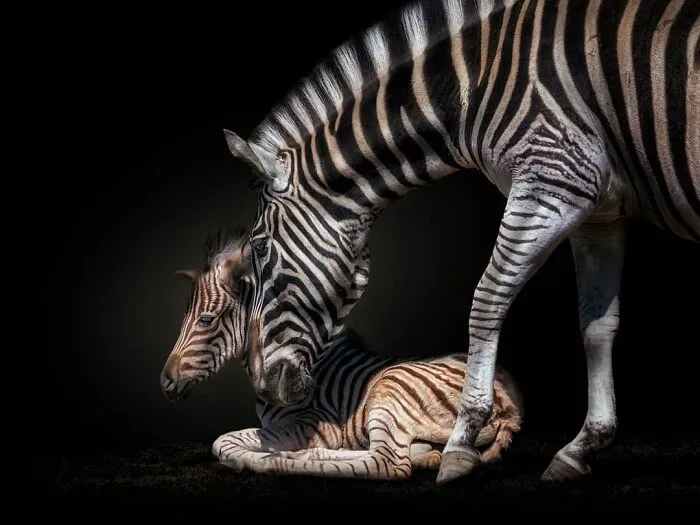 Wild Animals From Up Close: 30 Portraits By This Photographer