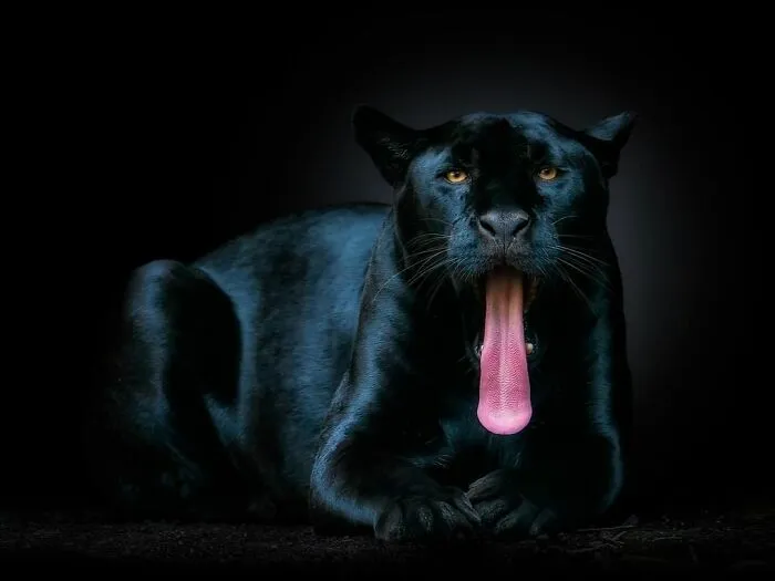 Wild Animals From Up Close: 30 Portraits By This Photographer
