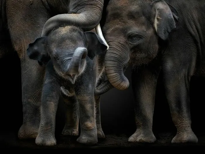 Wild Animals From Up Close: 30 Portraits By This Photographer