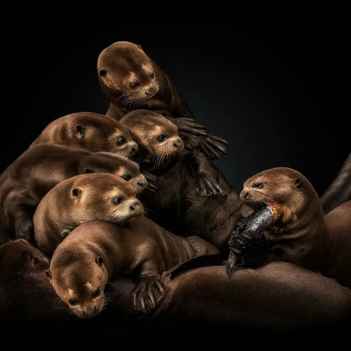 Wild Animals From Up Close: 30 Portraits By This Photographer