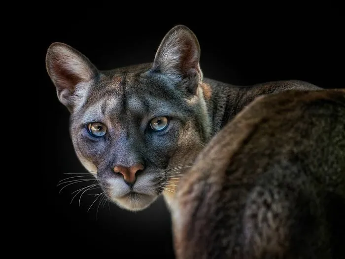 Wild Animals From Up Close: 30 Portraits By This Photographer