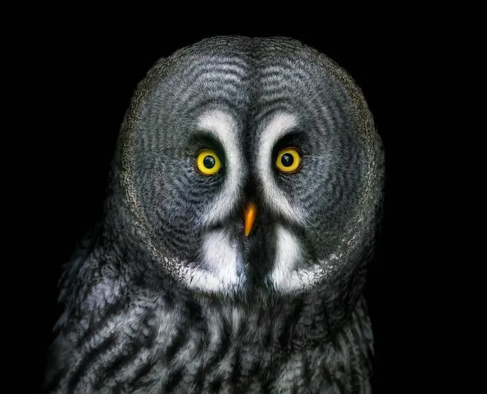 Wild Animals From Up Close: 30 Portraits By This Photographer