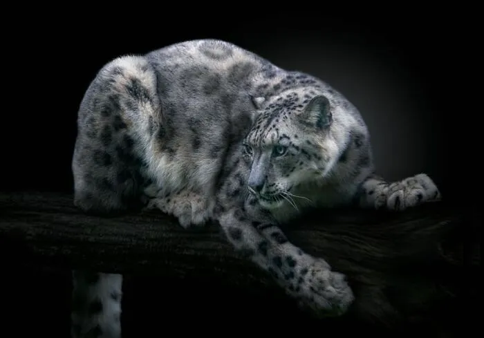 Wild Animals From Up Close: 30 Portraits By This Photographer