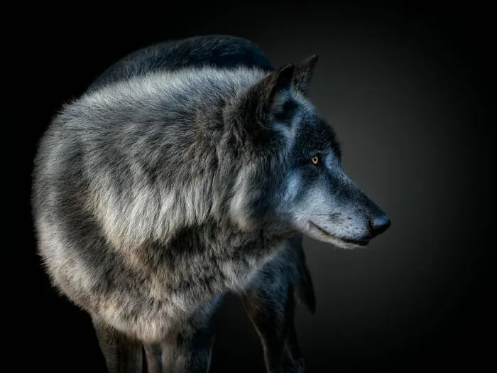 Wild Animals From Up Close: 30 Portraits By This Photographer
