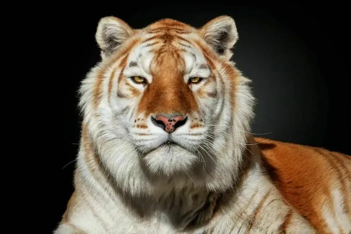 Wild Animals From Up Close: 30 Portraits By This Photographer