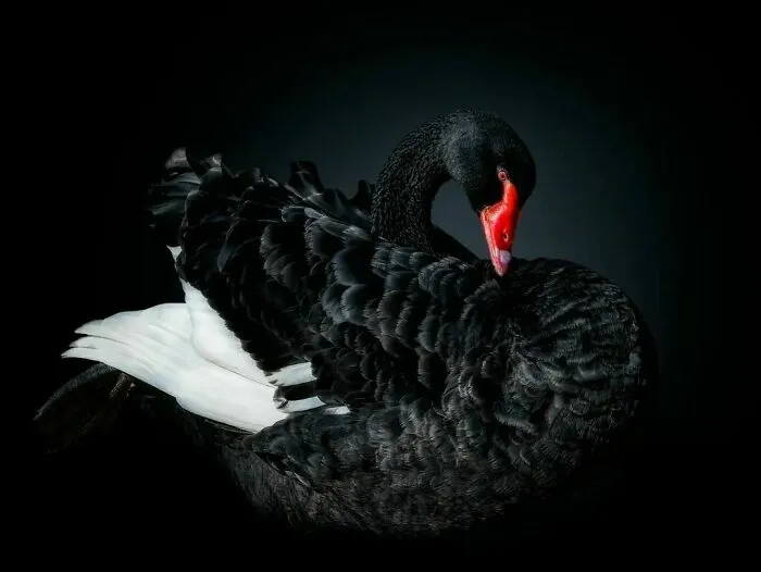 Wild Animals From Up Close: 30 Portraits By This Photographer