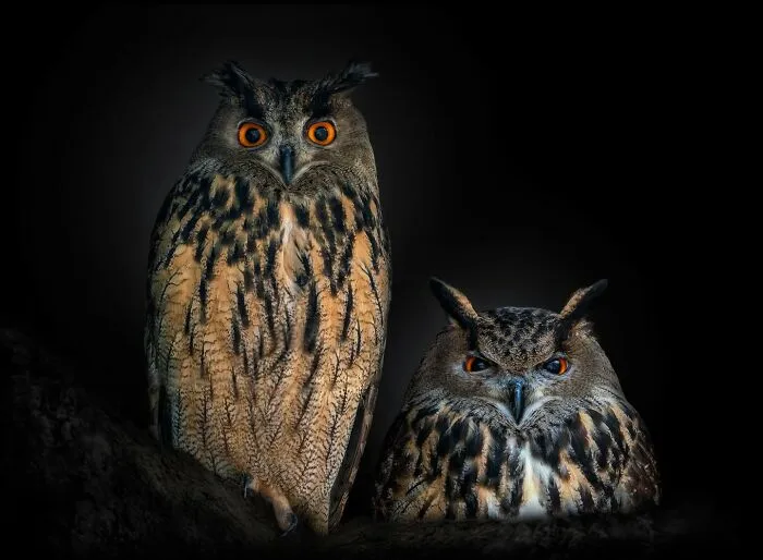 Wild Animals From Up Close: 30 Portraits By This Photographer