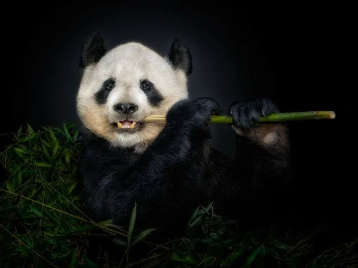 Wild Animals From Up Close: 30 Portraits By This Photographer