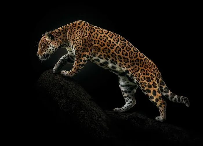 Wild Animals From Up Close: 30 Portraits By This Photographer