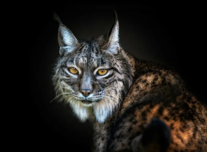 Wild Animals From Up Close: 30 Portraits By This Photographer