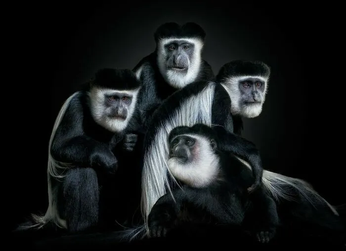 Wild Animals From Up Close: 30 Portraits By This Photographer