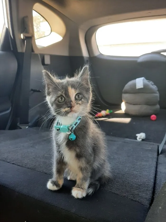 Zoey 2 Months Old
