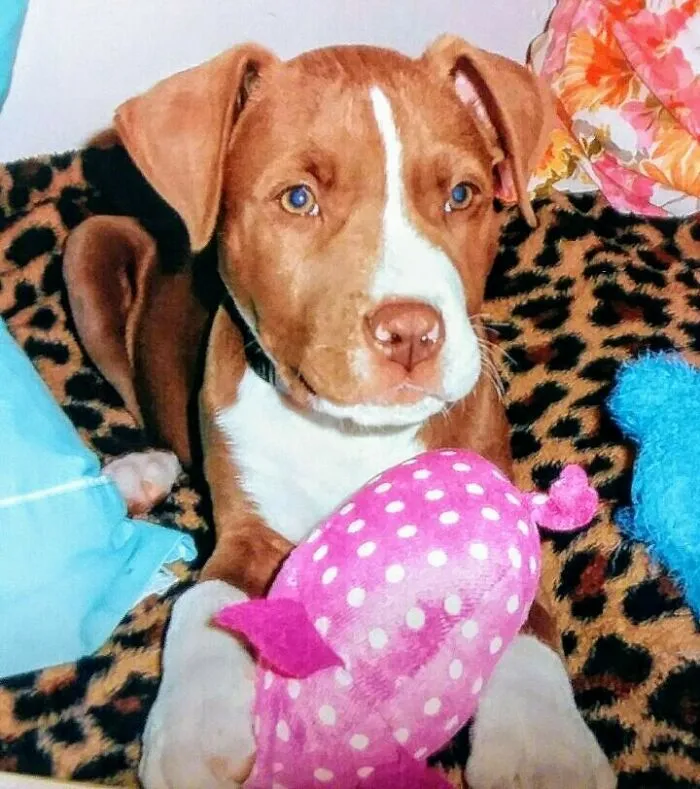 My Baby Amstaff!🥰 He Loves Everybody!