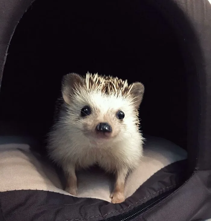 You Said Food? I'm Coming!