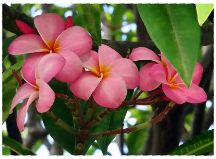 Maui Beauties