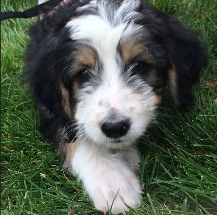 My Puppers - He Looks A Lot Different Now Though!