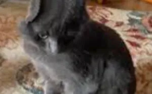 Hey Pandas, Post A Cursed Panoramic Photo (Closed)