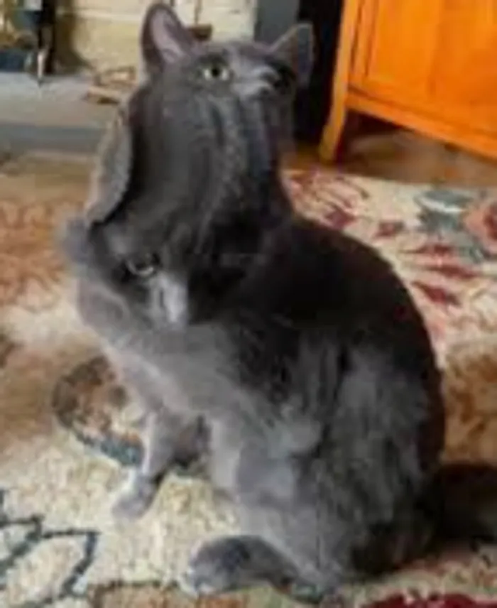 Help My Poor Cat