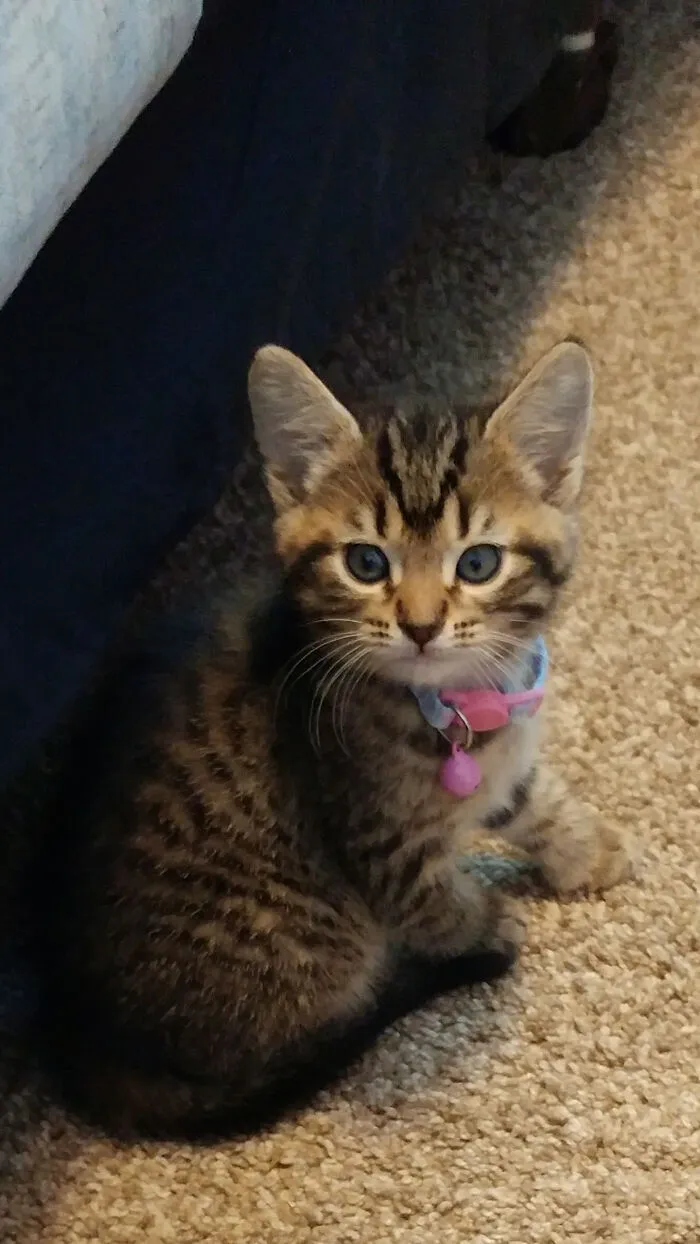 Right After Adoption  Sweet Girl