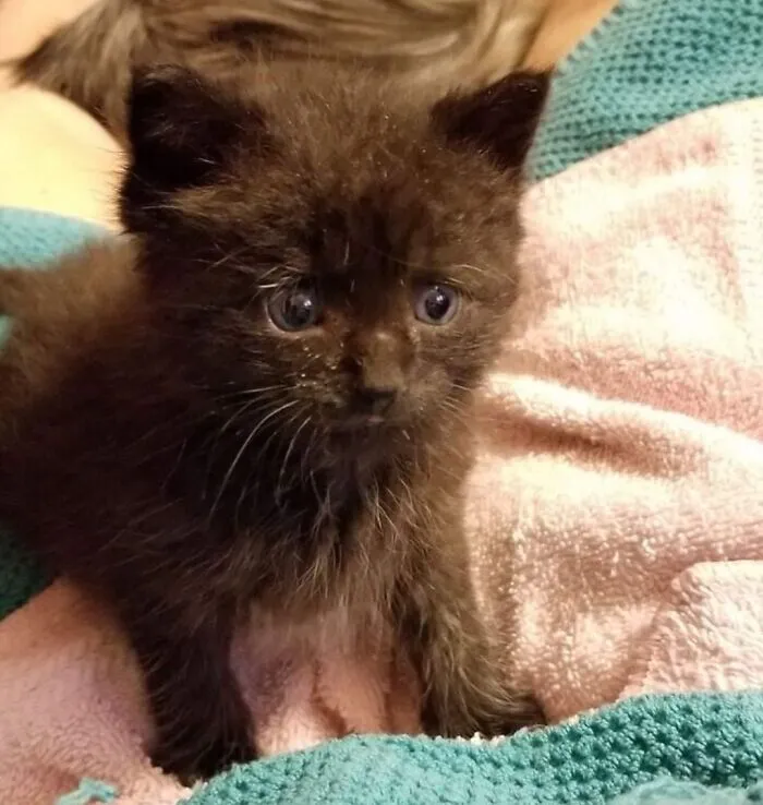 Baby Finn, Found Him Abandoned In My Yard, As I Bottle Fed Him,  He Crawled Deep Into My Heart