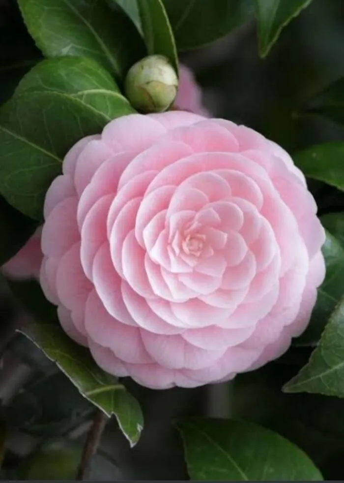 Cammelia