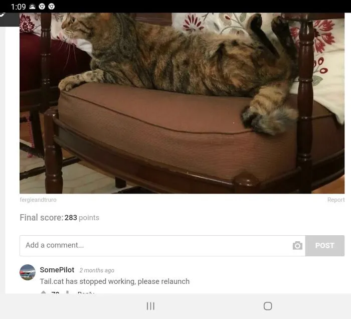 I Didn't Know Cats Could Do This