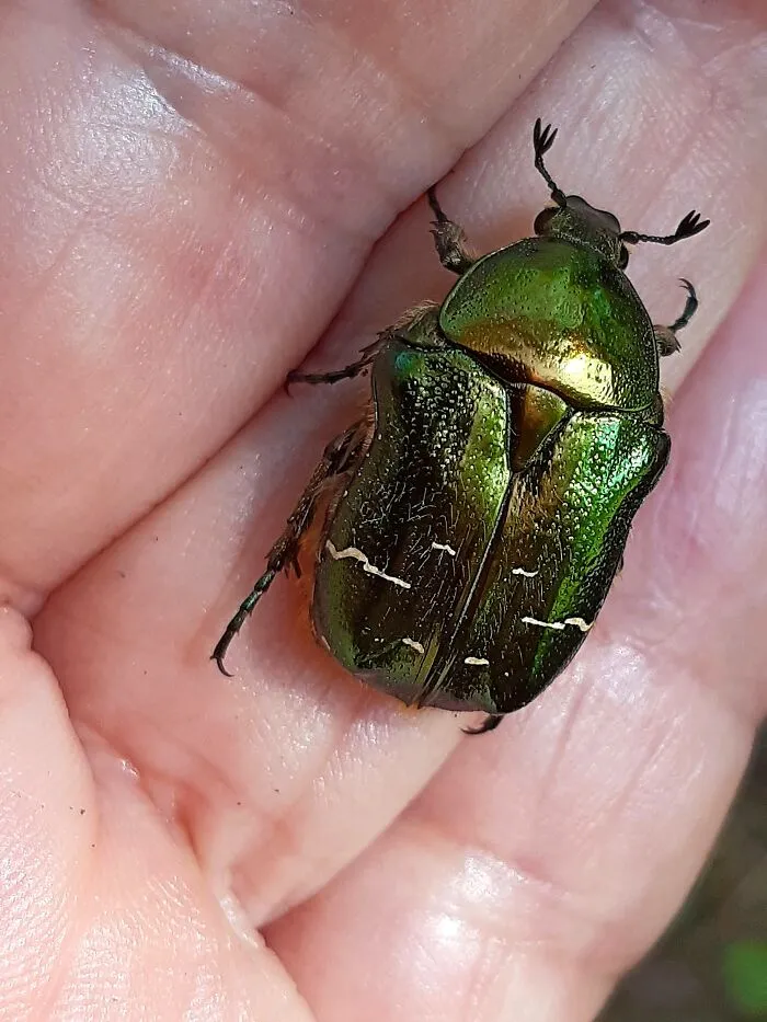 He Was Found Overturned And Stuck On A Running Track And Returned To The Meadow To Enjoy Life🥰