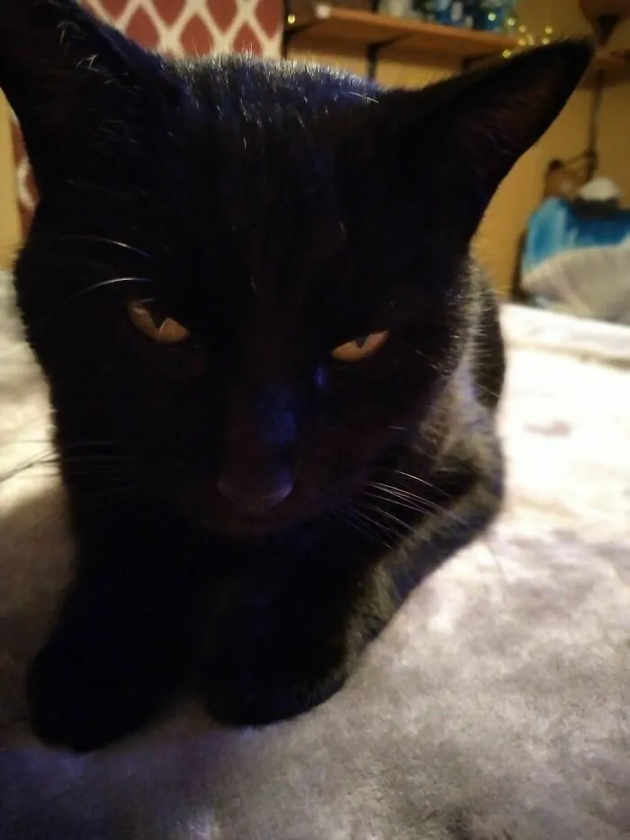 Buster, 3 Years Old