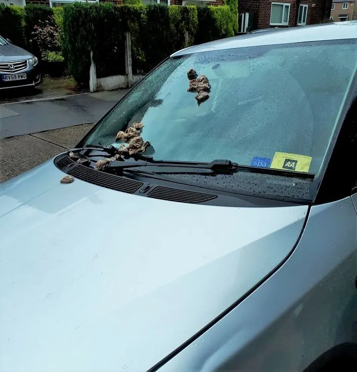 Someone Threw Teabags On This Car. I Got A Kick Out Of That