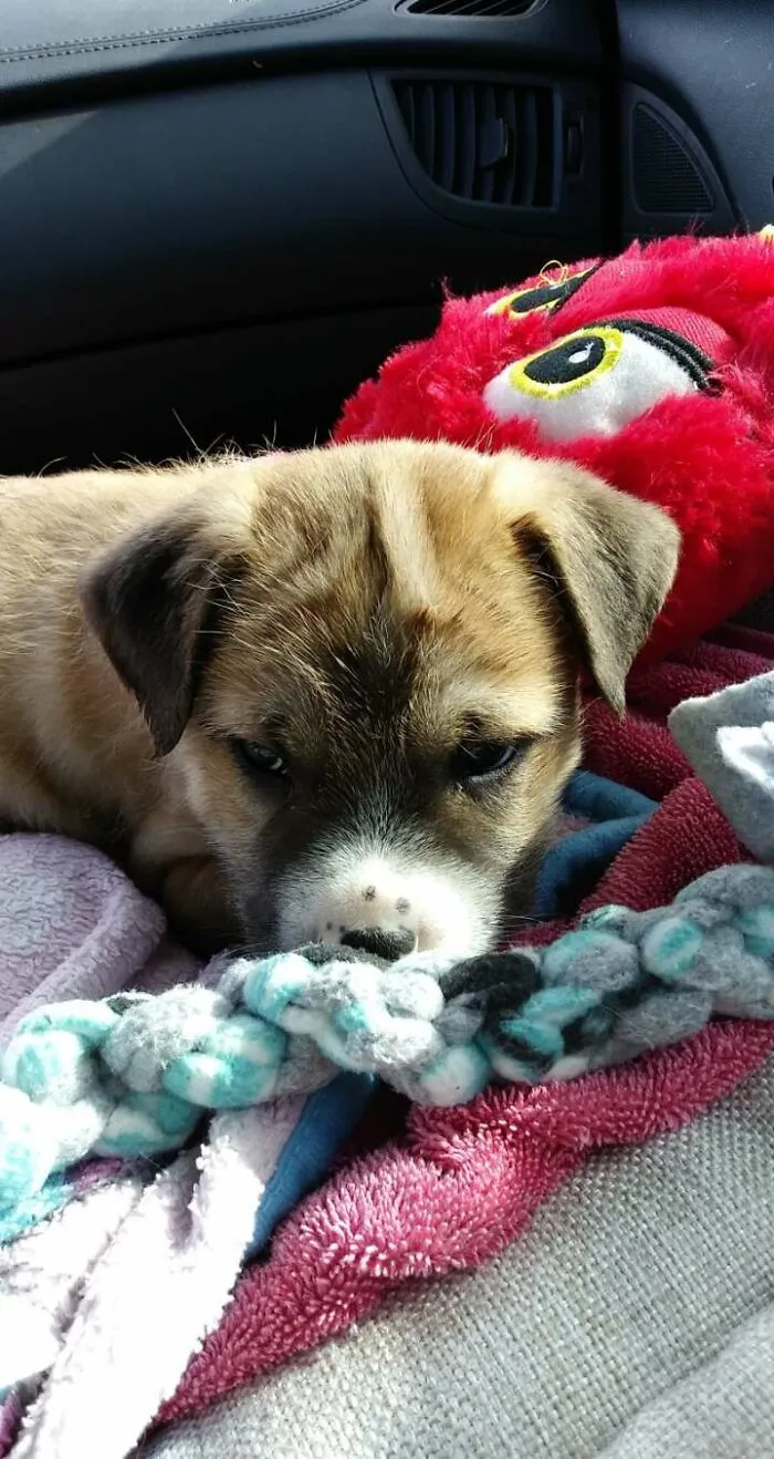 Official Name: Luna   Unofficial Name: Bubba