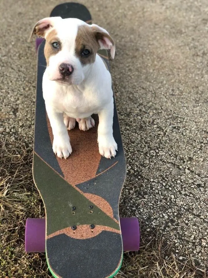 Bronson Ready To Go For An Afternoon Skate.