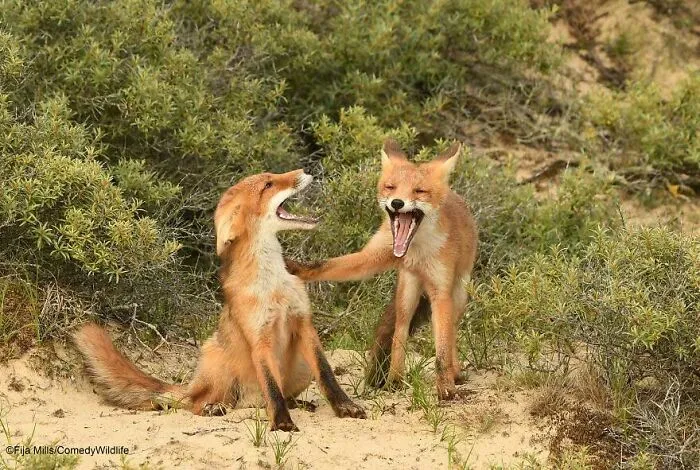 Let Me Tell You A Joke