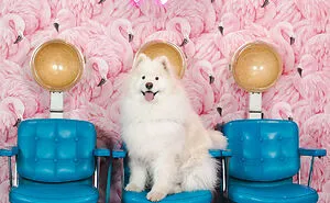 We Set Up A Photo Booth To Take Funny And Wholesome Photos Of Pets, And Here Are The Best 21 Pictures