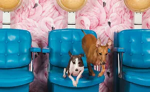 We Set Up A Photo Booth To Take Funny And Wholesome Photos Of Pets, And Here Are The Best 21 Pictures