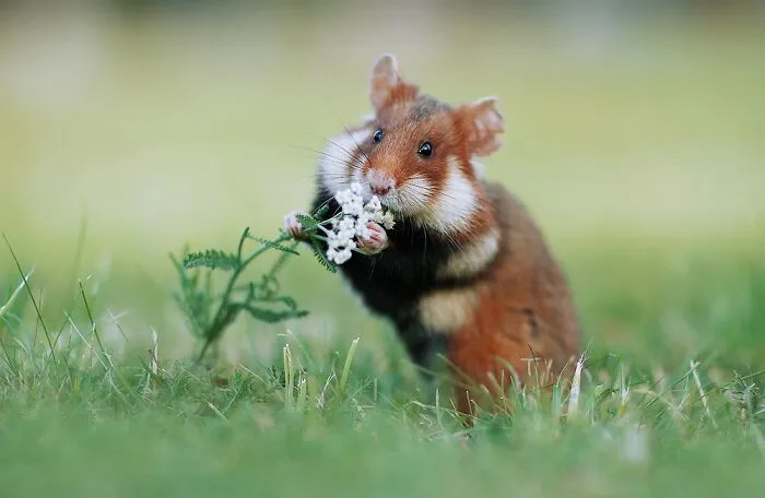 This Wildlife Photographer Spent 10 Years Photographing Wild Hamsters, And Here Are His Best 30 Pictures
