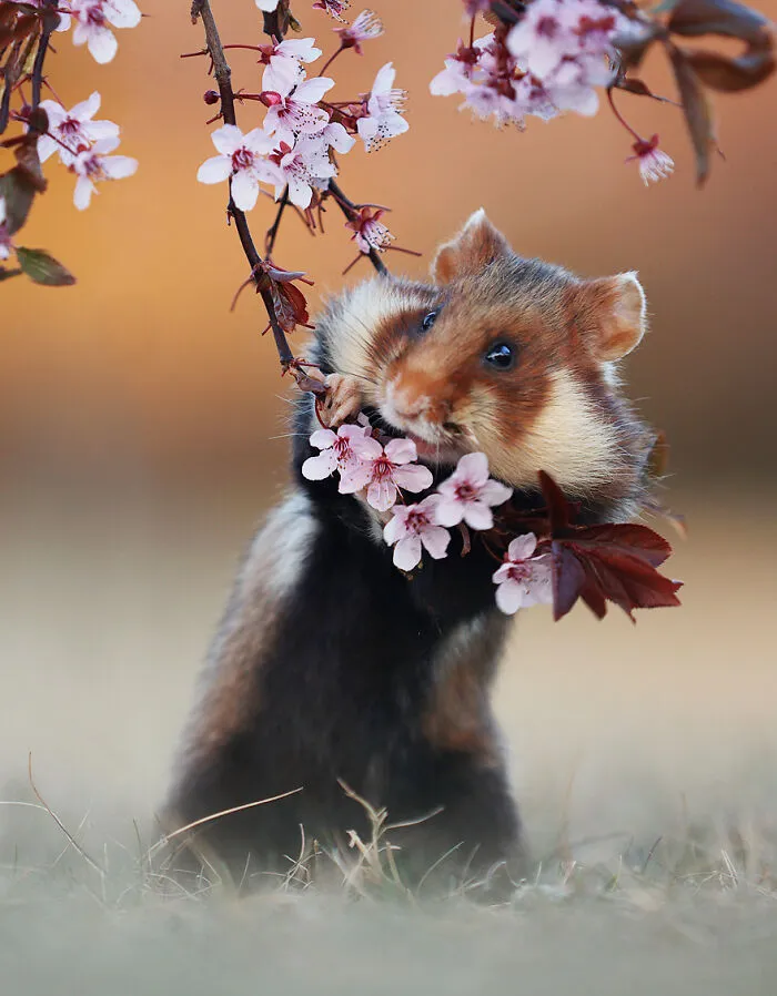 This Wildlife Photographer Spent 10 Years Photographing Wild Hamsters, And Here Are His Best 30 Pictures