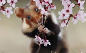 This Wildlife Photographer Spent 10 Years Photographing Wild Hamsters, And Here Are His Best 30 Pictures