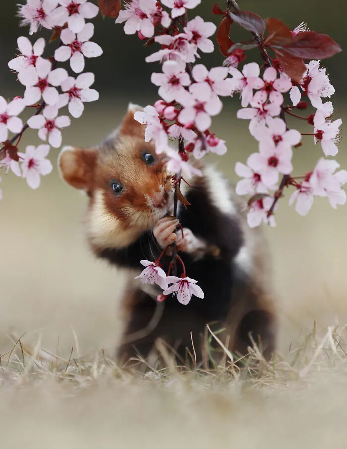 This Wildlife Photographer Spent 10 Years Photographing Wild Hamsters, And Here Are His Best 30 Pictures