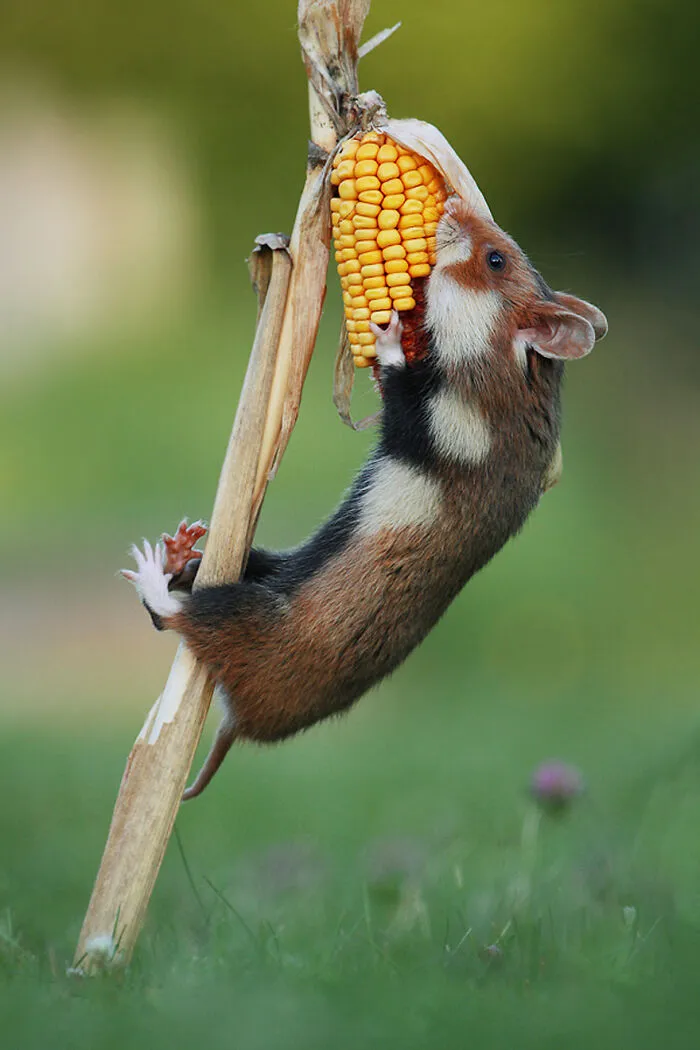 This Wildlife Photographer Spent 10 Years Photographing Wild Hamsters, And Here Are His Best 30 Pictures