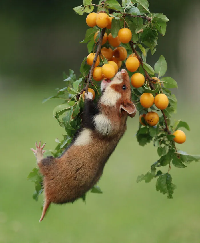 This Wildlife Photographer Spent 10 Years Photographing Wild Hamsters, And Here Are His Best 30 Pictures