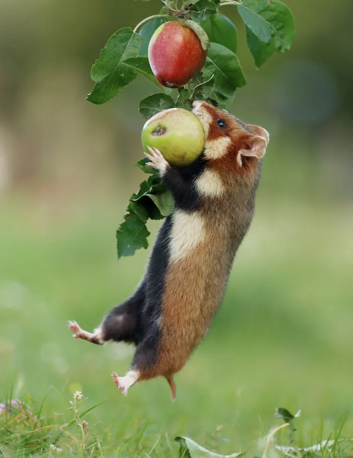 This Wildlife Photographer Spent 10 Years Photographing Wild Hamsters, And Here Are His Best 30 Pictures