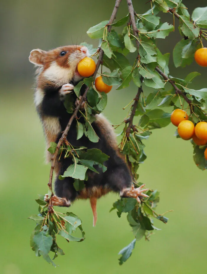 This Wildlife Photographer Spent 10 Years Photographing Wild Hamsters, And Here Are His Best 30 Pictures