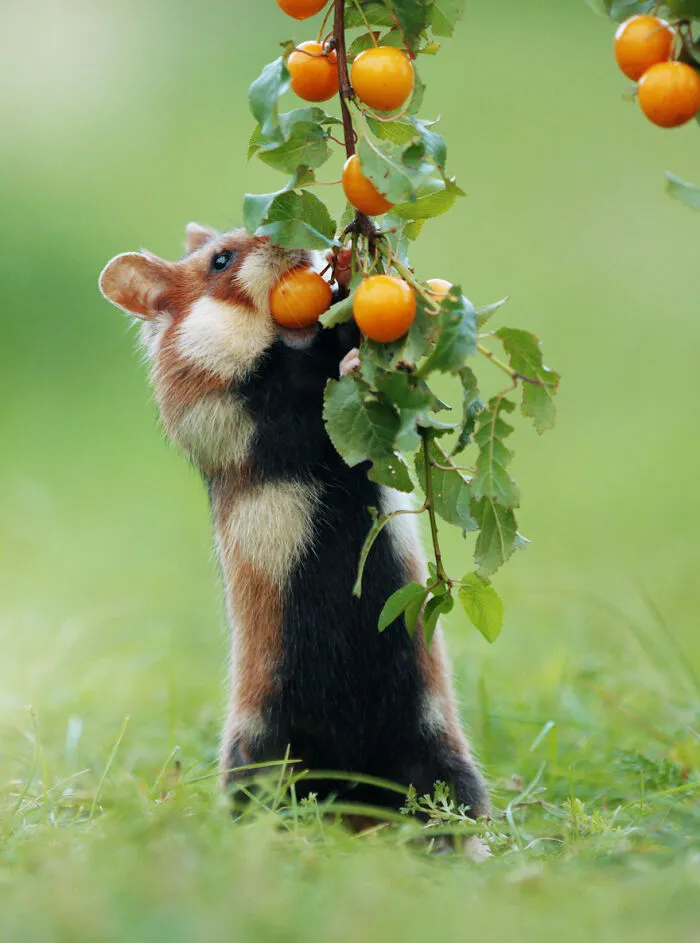 This Wildlife Photographer Spent 10 Years Photographing Wild Hamsters, And Here Are His Best 30 Pictures