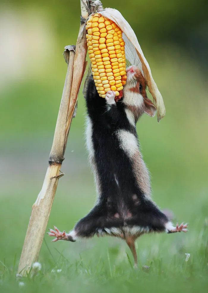 This Wildlife Photographer Spent 10 Years Photographing Wild Hamsters, And Here Are His Best 30 Pictures